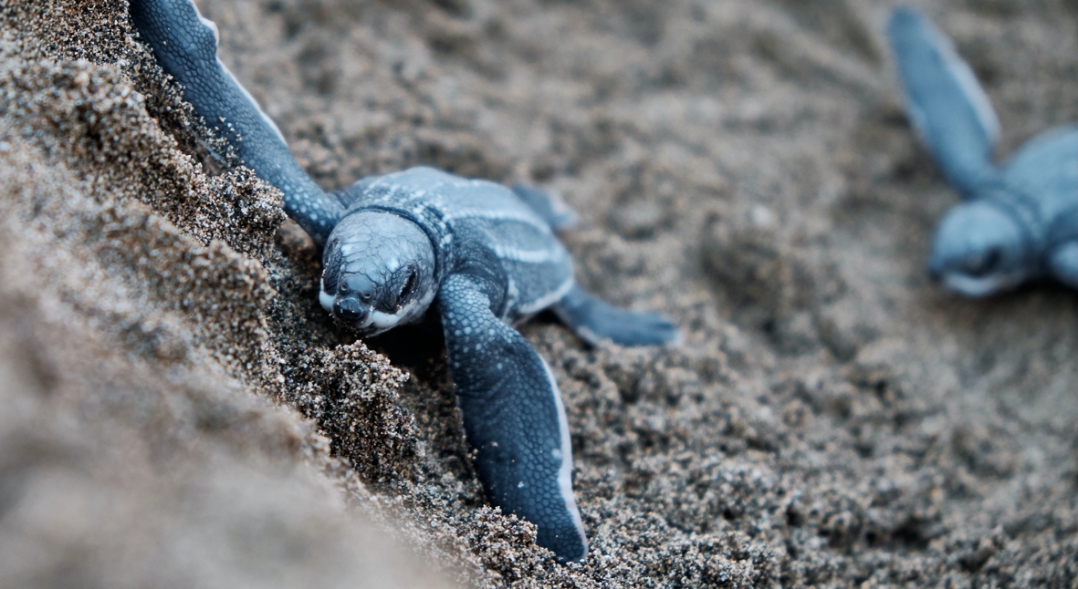 Редкие кожистые черепахи вернулись на опустевшие из-за COVID-19 пляжи  Пхукета | Salt