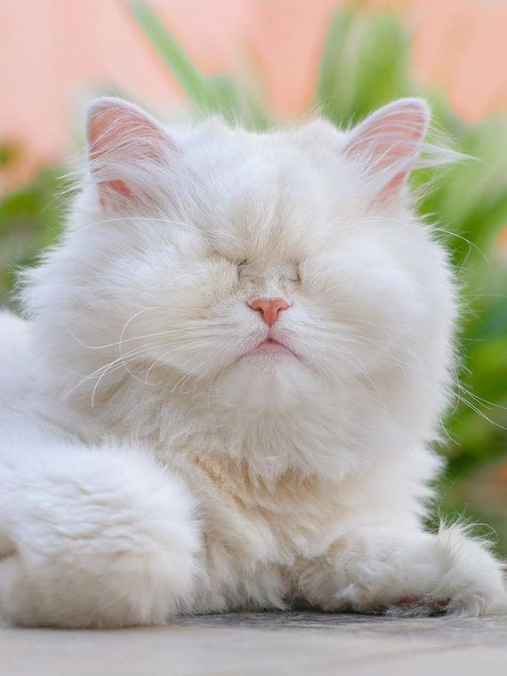 Salt: главное здесь, остальное по вкусу - Слепая персидская кошка Моэт стала звездой соцсетей — ее спасли из зоомагазина