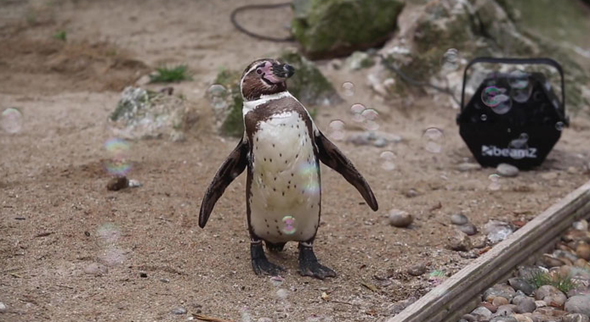 Salt: главное здесь, остальное по вкусу - Пингвинов из зоопарка Ньюквея решили развлечь на карантине — и подарили машину для мыльных пузырей
