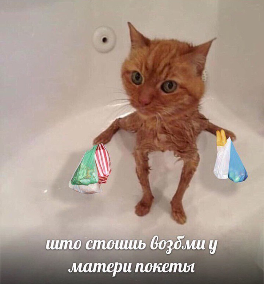 80+ лучших мемов с котами | Salt
