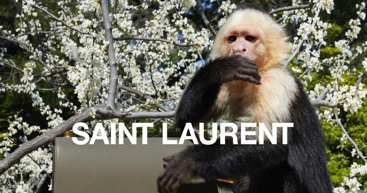 Salt: главное здесь, остальное по вкусу - Обезьянка Алли стала звездой рекламной кампании Saint Laurent