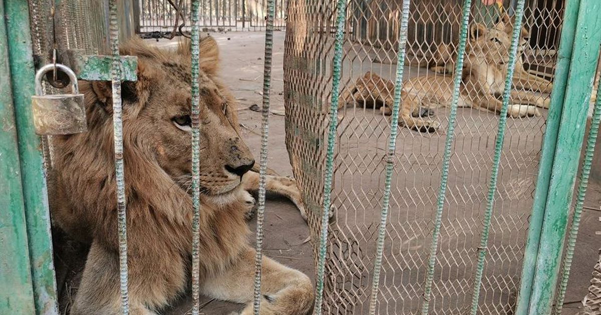 Salt: главное здесь, остальное по вкусу - В зоопарке Судана неделями голодают львы — в соцсетях требуют спасти животных