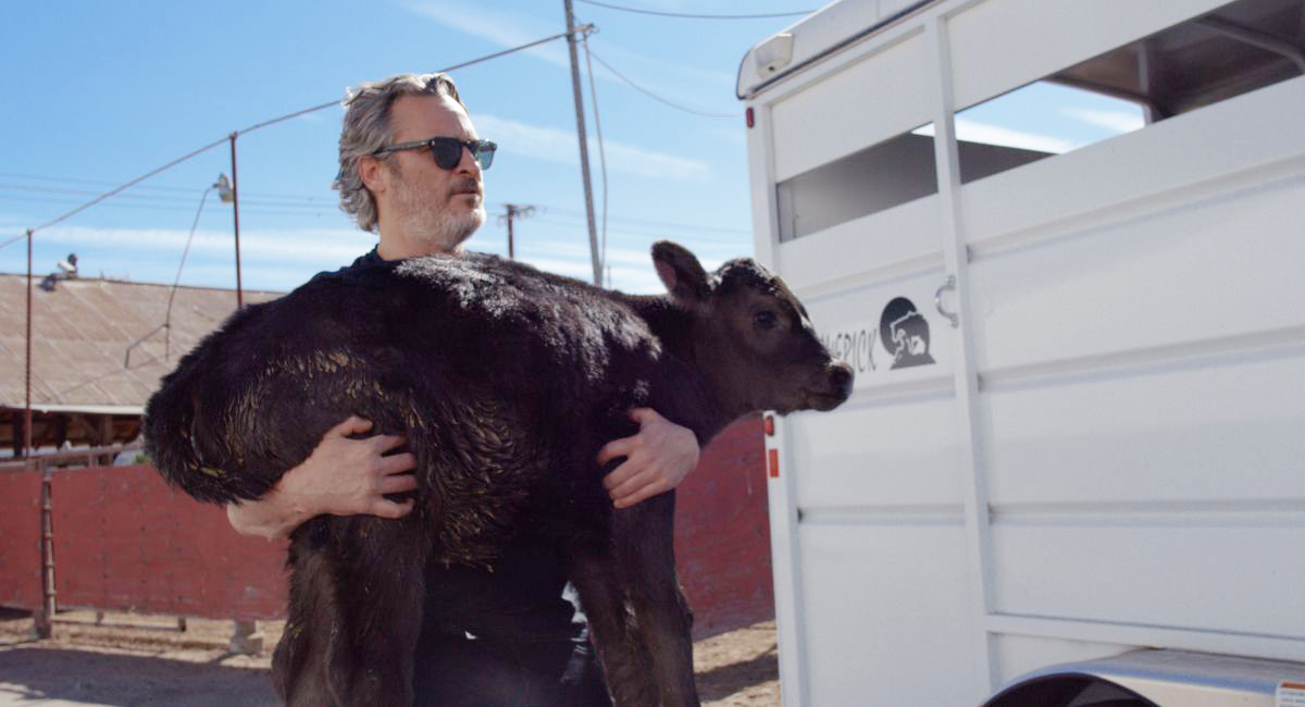 Salt: главное здесь, остальное по вкусу - Хоакин Феникс спас корову и теленка со скотобойни в Калифорнии