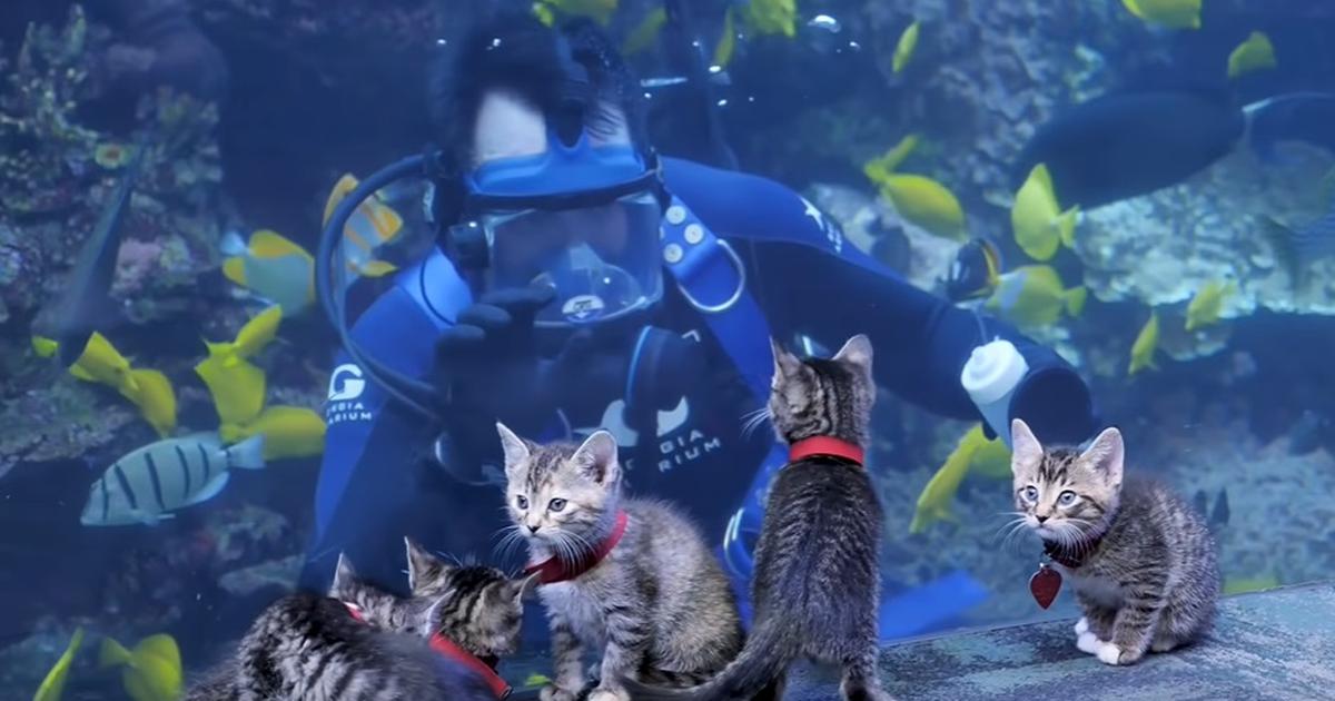 Salt: главное здесь, остальное по вкусу - Для котят провели экскурсию в океанариуме — они посмотрели на рыбок и познакомились с дайвером