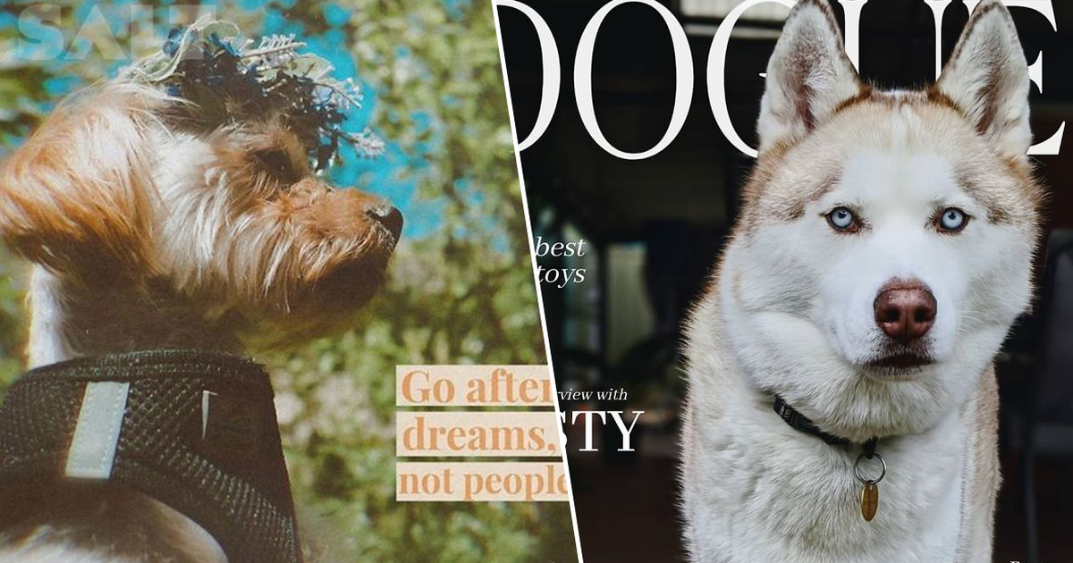 Salt: главное здесь, остальное по вкусу - В Сети собак делают звездами Vogue — питомцев помещают на обложку журнала