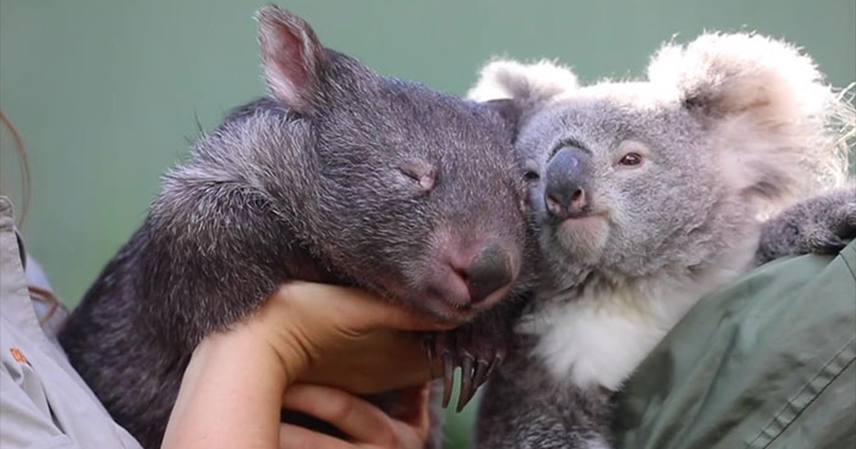 Salt: главное здесь, остальное по вкусу - «Это очень необычно»: коала и вомбат подружились в закрытом на карантин зоопарке