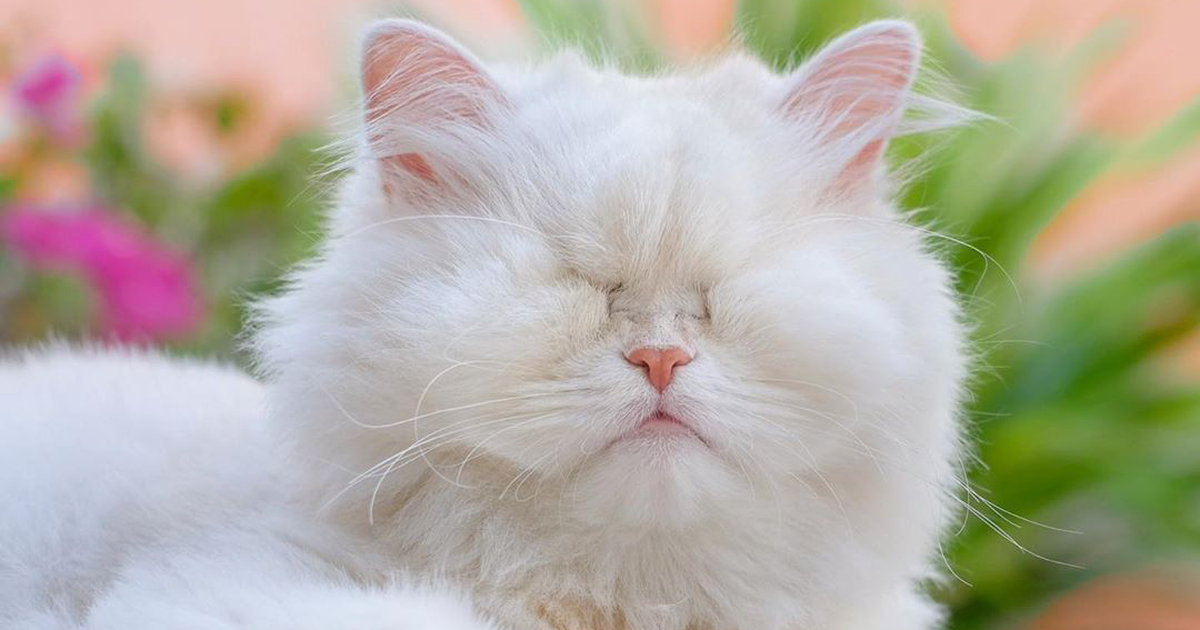 Salt: главное здесь, остальное по вкусу - Слепая персидская кошка Моэт стала звездой соцсетей — ее спасли из зоомагазина